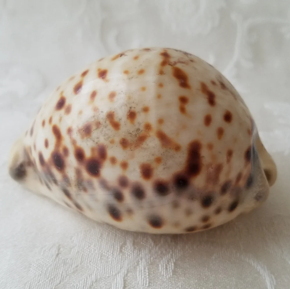 Beautiful Natural Sea Shell - Picture 1 of 7